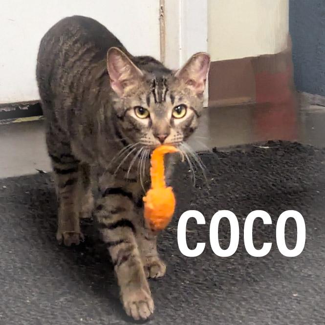 COCO, a Adoptable mixed breed in Griffith, IN image 2/6