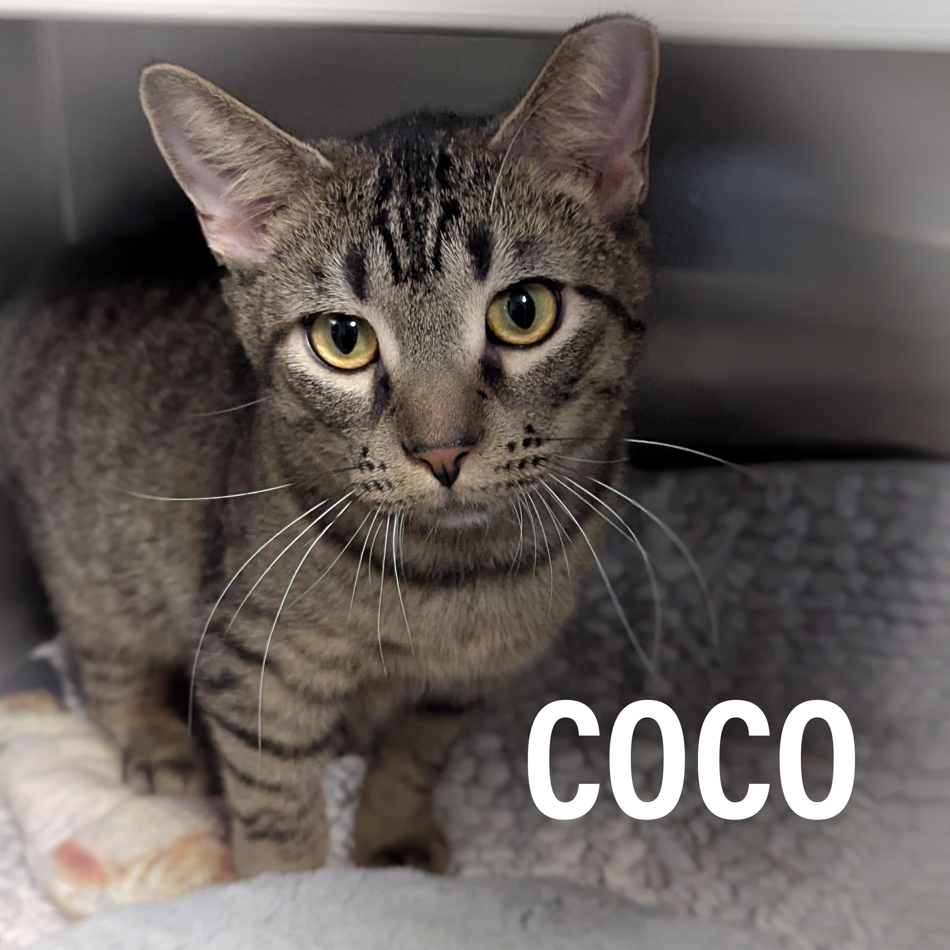 COCO, a Adoptable mixed breed in Griffith, IN image 4/6