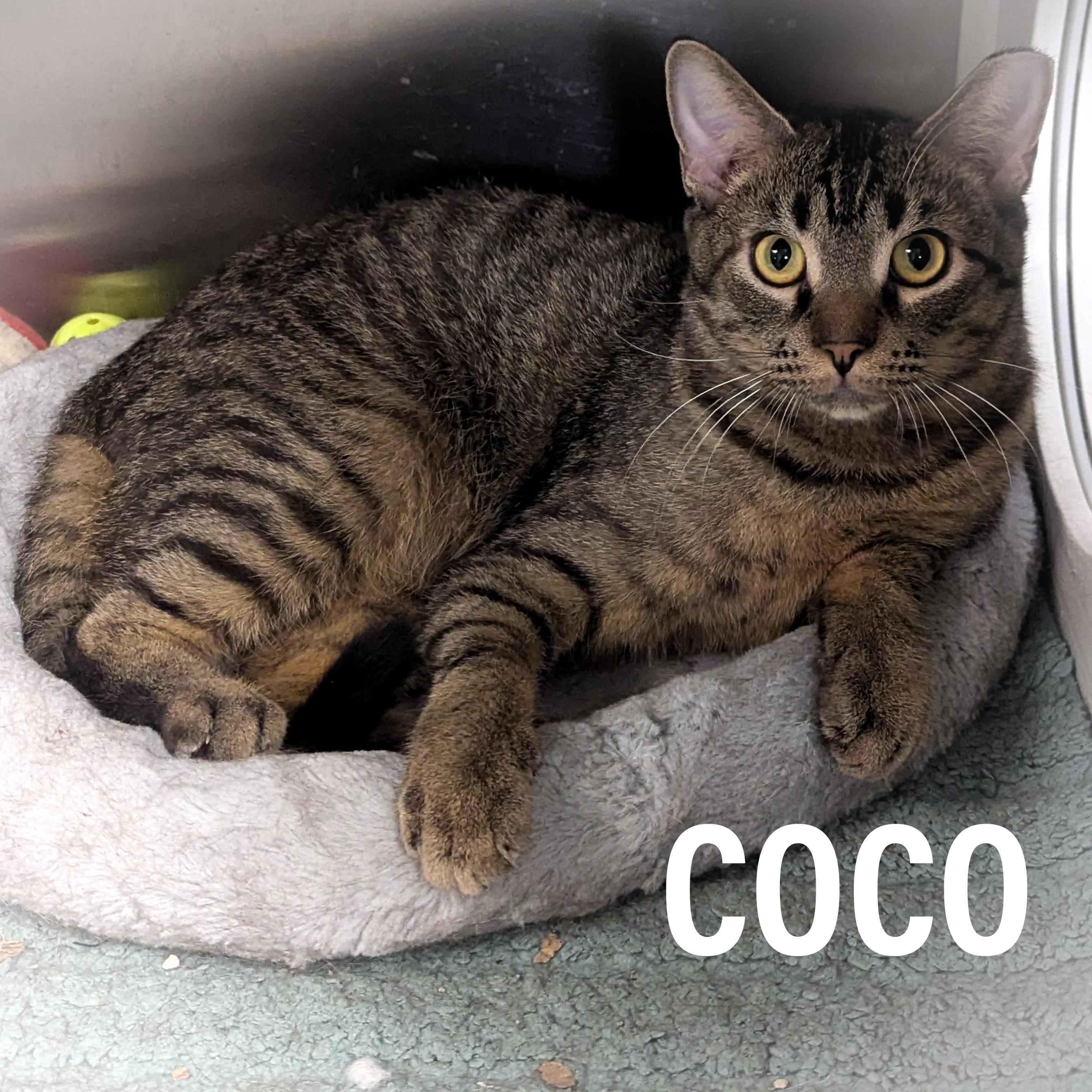 COCO