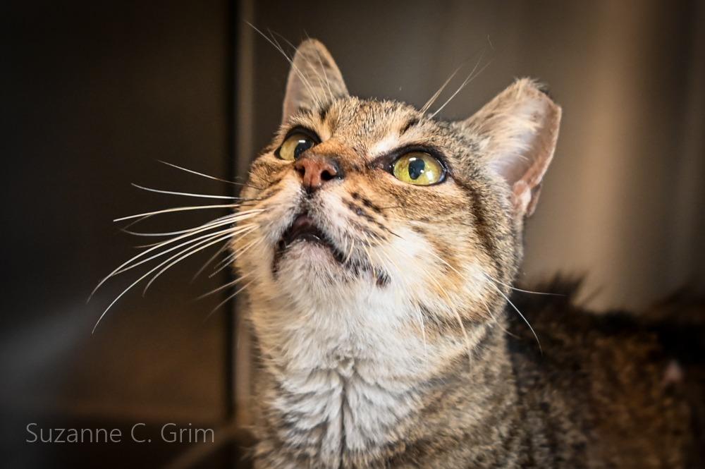 Sheba, Adoptable, Adult Female Domestic Short Hair.