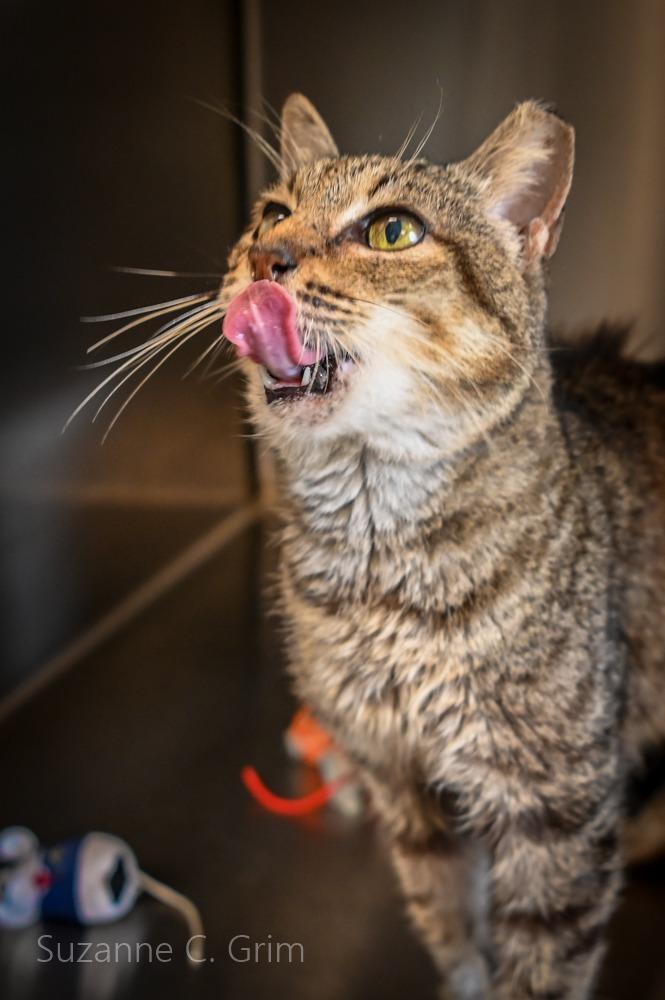 Sheba, a Adoptable mixed breed in New Orleans, LA image 2/3