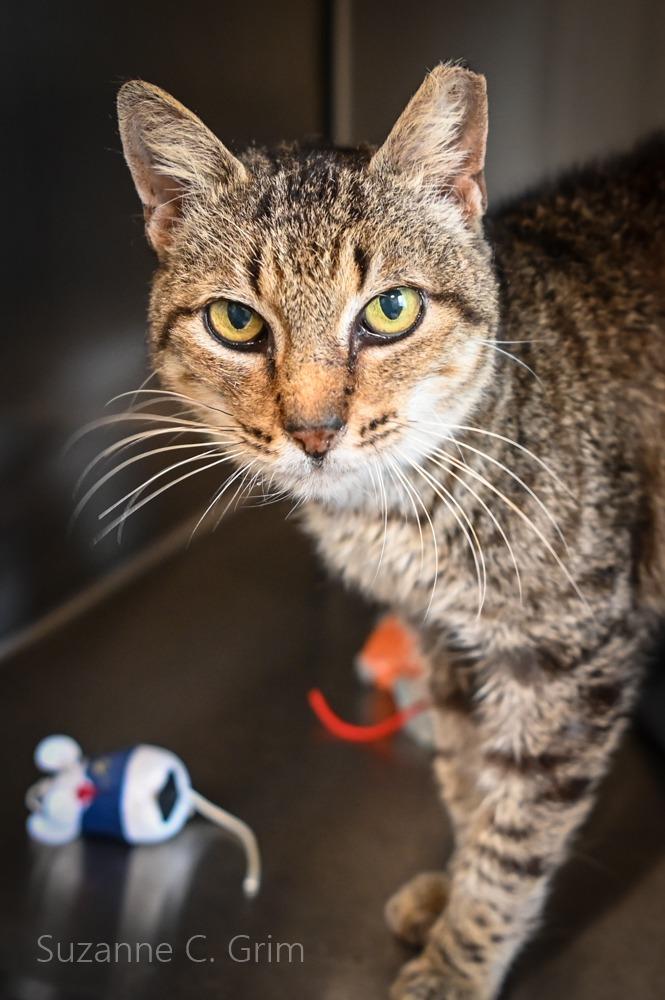 Sheba, a Adoptable mixed breed in New Orleans, LA image 3/3