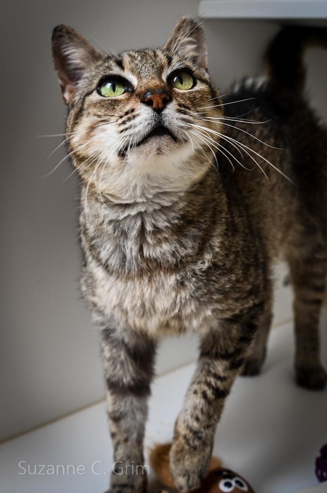 Sheba, a Adoptable mixed breed in New Orleans, LA image 3/3