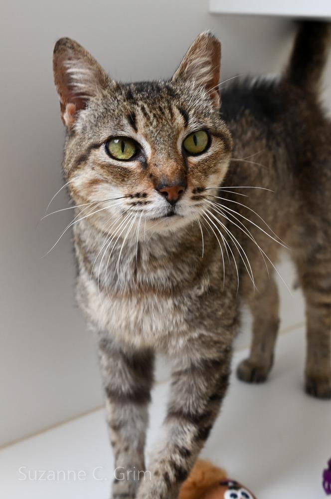 Sheba, Adoptable, Adult Female Domestic Short Hair.