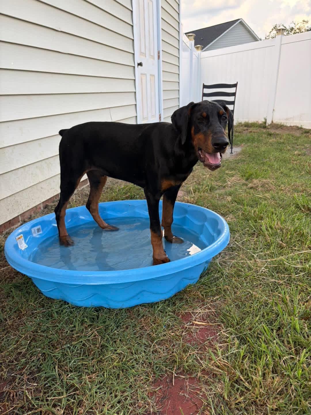 Enlarge Maverick, a Adoptable Doberman Pinscher in Ayden, NC image 4/6