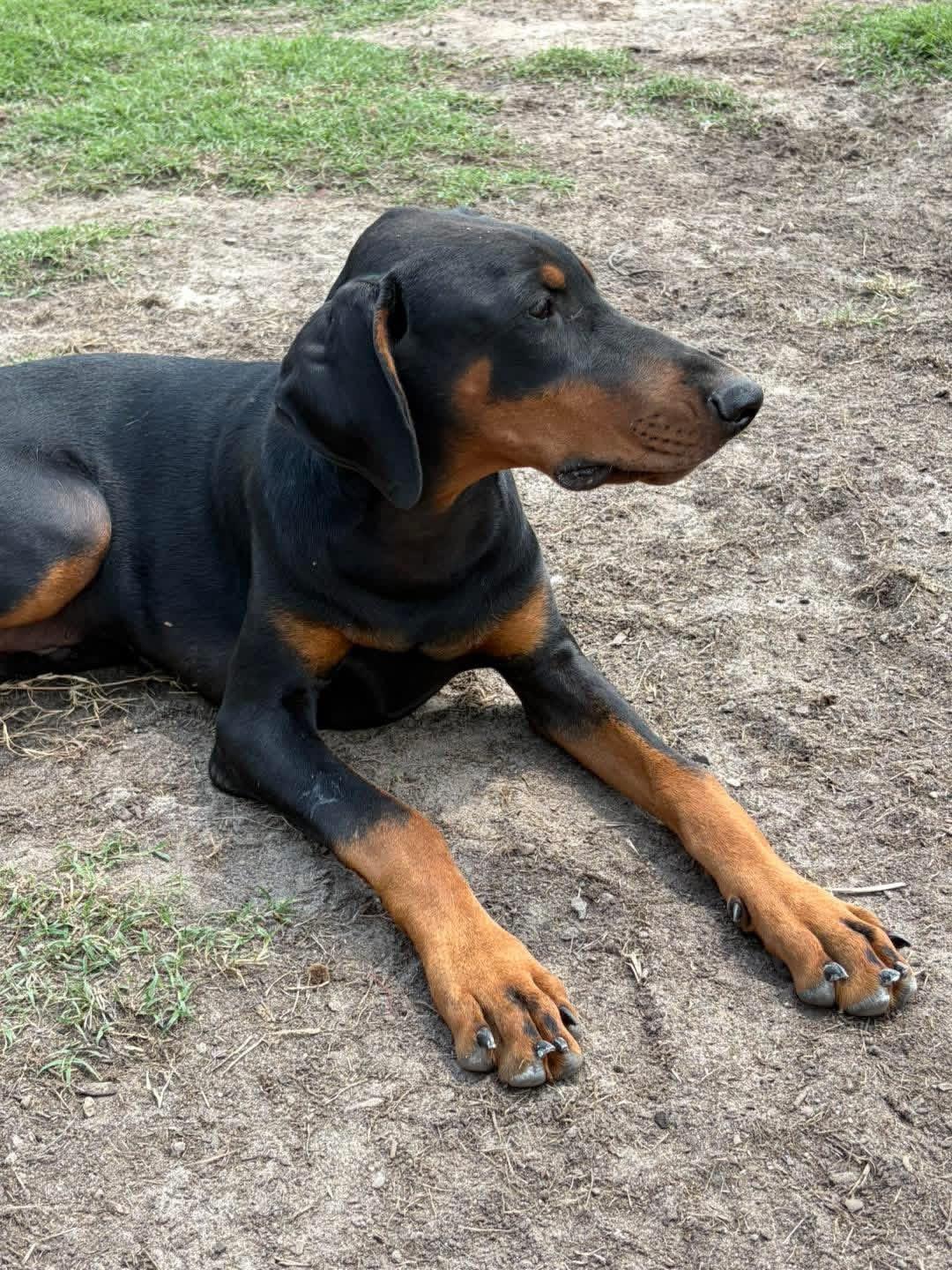 Enlarge Maverick, a Adoptable Doberman Pinscher in Ayden, NC image 3/6