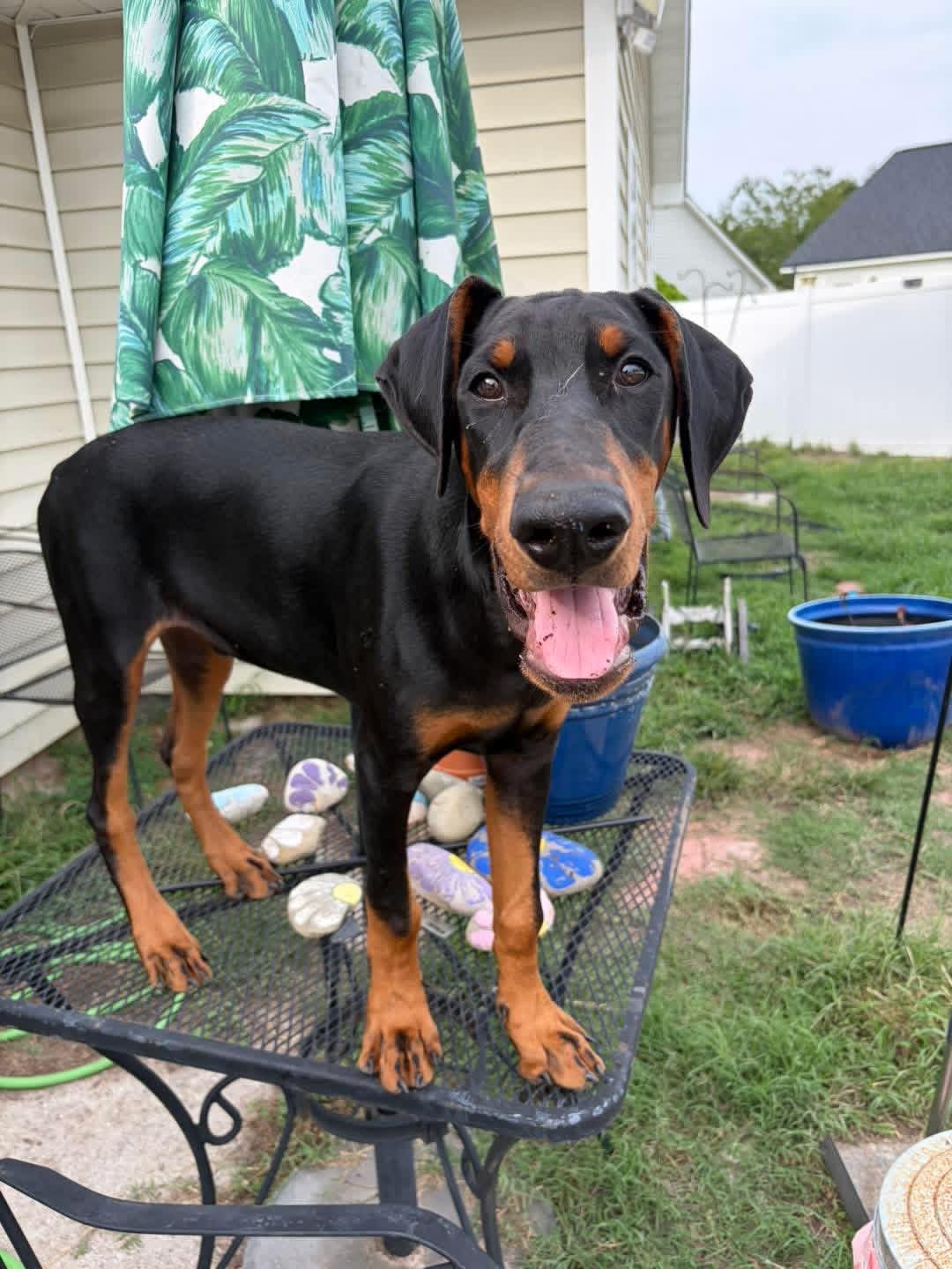 Enlarge Maverick, a Adoptable Doberman Pinscher in Ayden, NC image 2/6