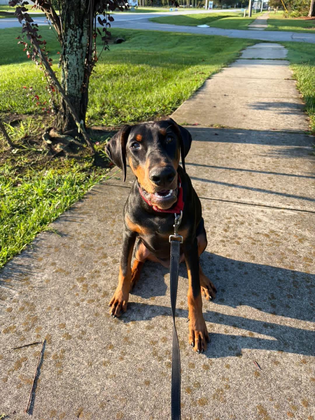 Enlarge Maverick, a Adoptable Doberman Pinscher in Ayden, NC image 6/6