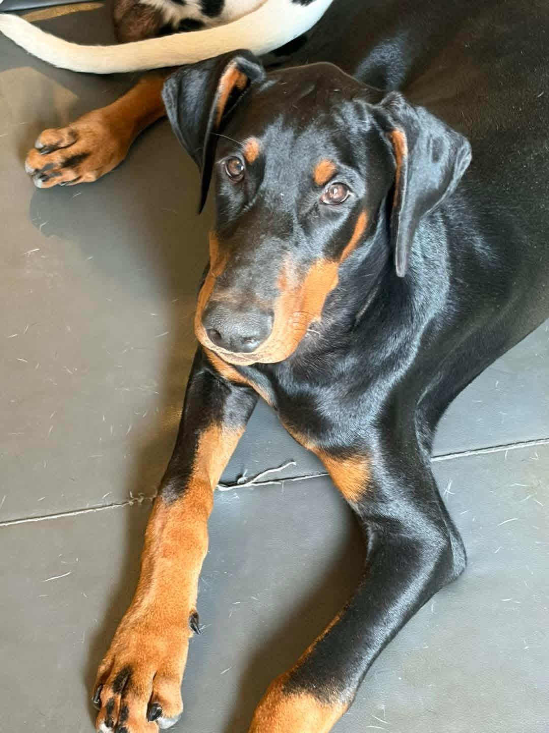 Maverick, Adoptable, Young Male Doberman Pinscher.