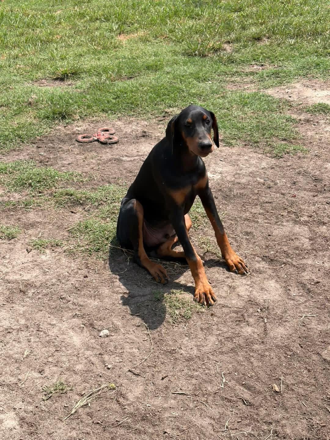 Enlarge Maverick, a Adoptable Doberman Pinscher in Ayden, NC image 5/6