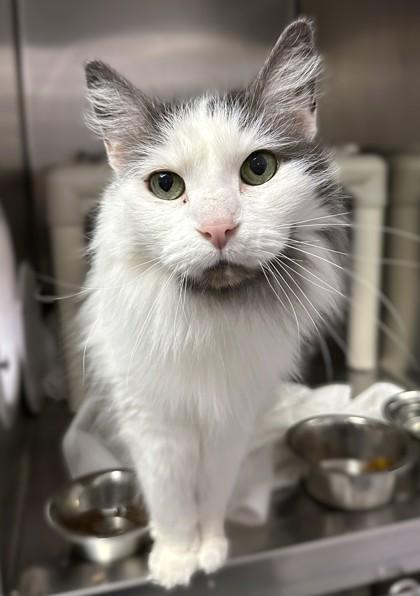 Tasha, Adoptable, Senior Female Domestic Medium Hair & Domestic Short Hair.