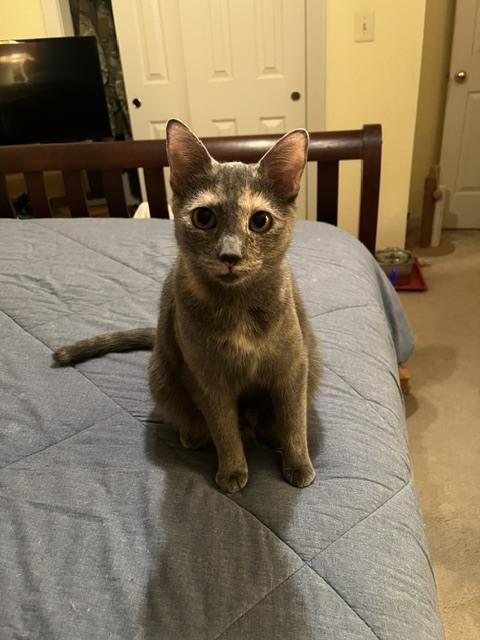 Enlarge Bear, a Adoptable Domestic Short Hair in Stafford, VA image 1/2