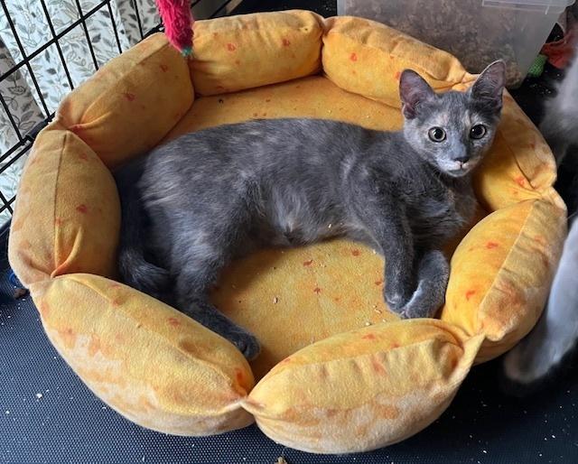 Bear, Adoptable, Kitten Female Domestic Short Hair.