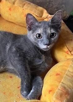 Enlarge Bear, a Adoptable Domestic Short Hair in Stafford, VA image 2/3