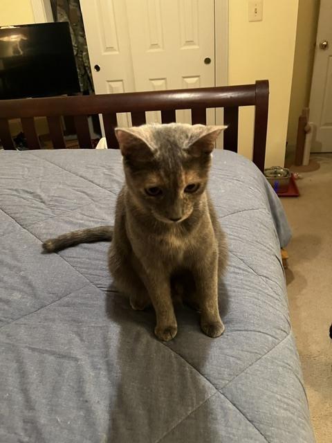 Enlarge Bear, a Adoptable Domestic Short Hair in Stafford, VA image 2/2