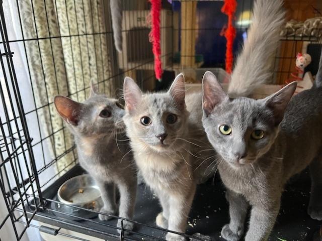 Enlarge Bear, a Adoptable Domestic Short Hair in Stafford, VA image 3/3