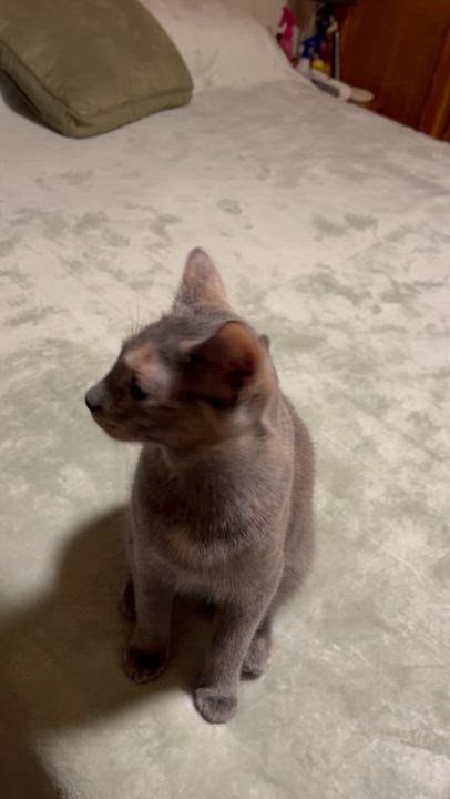 Enlarge Bear, a Adoptable Domestic Short Hair in Stafford, VA video 4/6