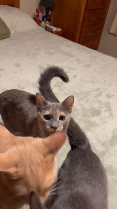 Enlarge Bear, a Adoptable Domestic Short Hair in Stafford, VA video 6/6