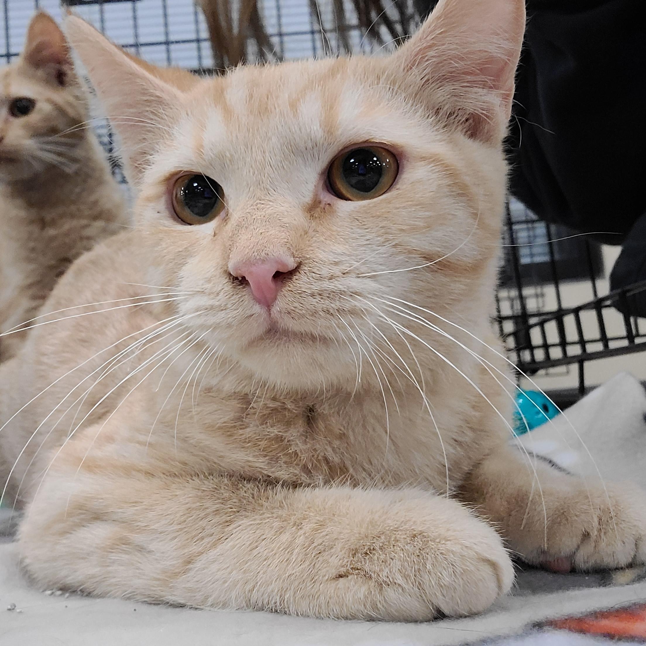 Keith, Adoptable, Kitten Male Domestic Short Hair.