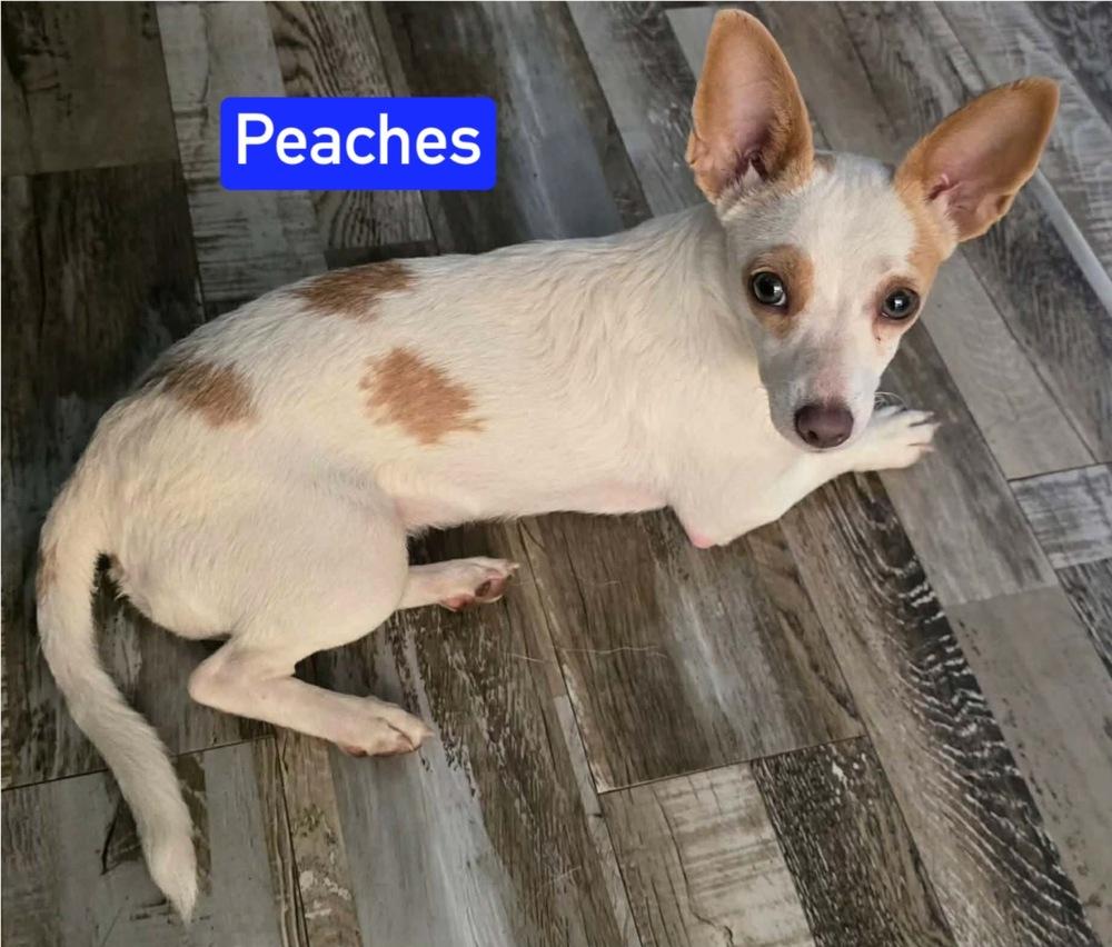 Enlarge Peaches, a Adoptable Chihuahua in Warrenton, MO image 1/1