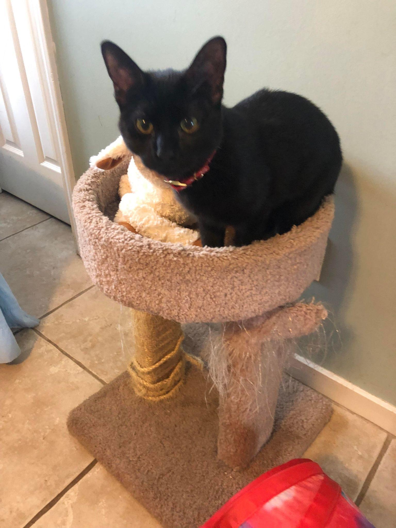 Peaches C Cream, a Adoptable Domestic Short Hair in Saunderstown, RI image 1/2