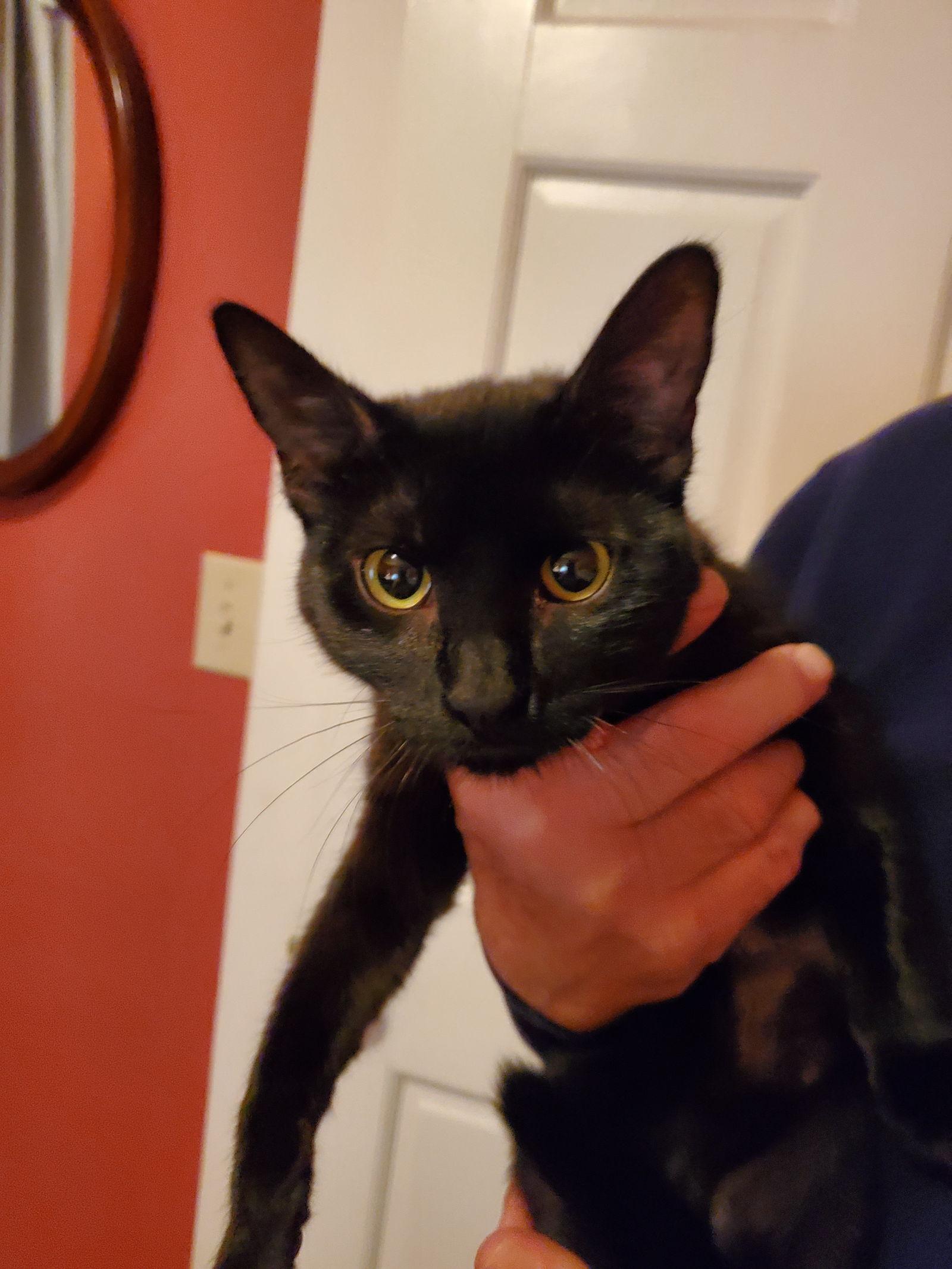 Peaches C Cream, a Adoptable Domestic Short Hair in Saunderstown, RI image 2/2