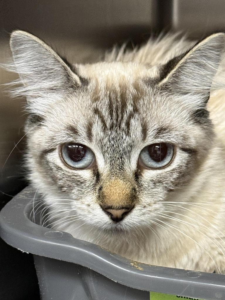 Winnie, Adoptable, Young Female Domestic Medium Hair.