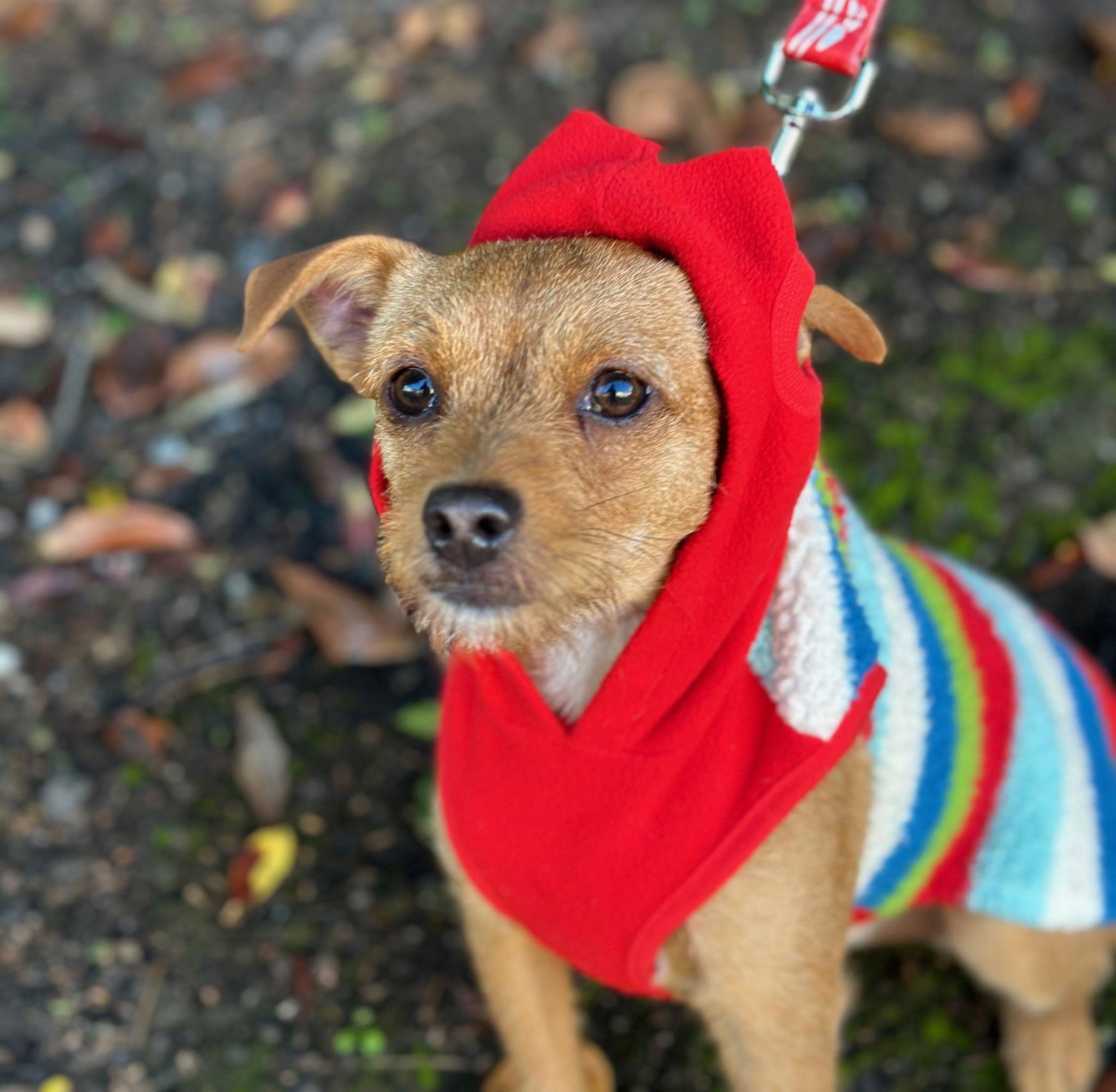 Rabbit, Adoptable, Puppy Male Patterdale Terrier / Fell Terrier.