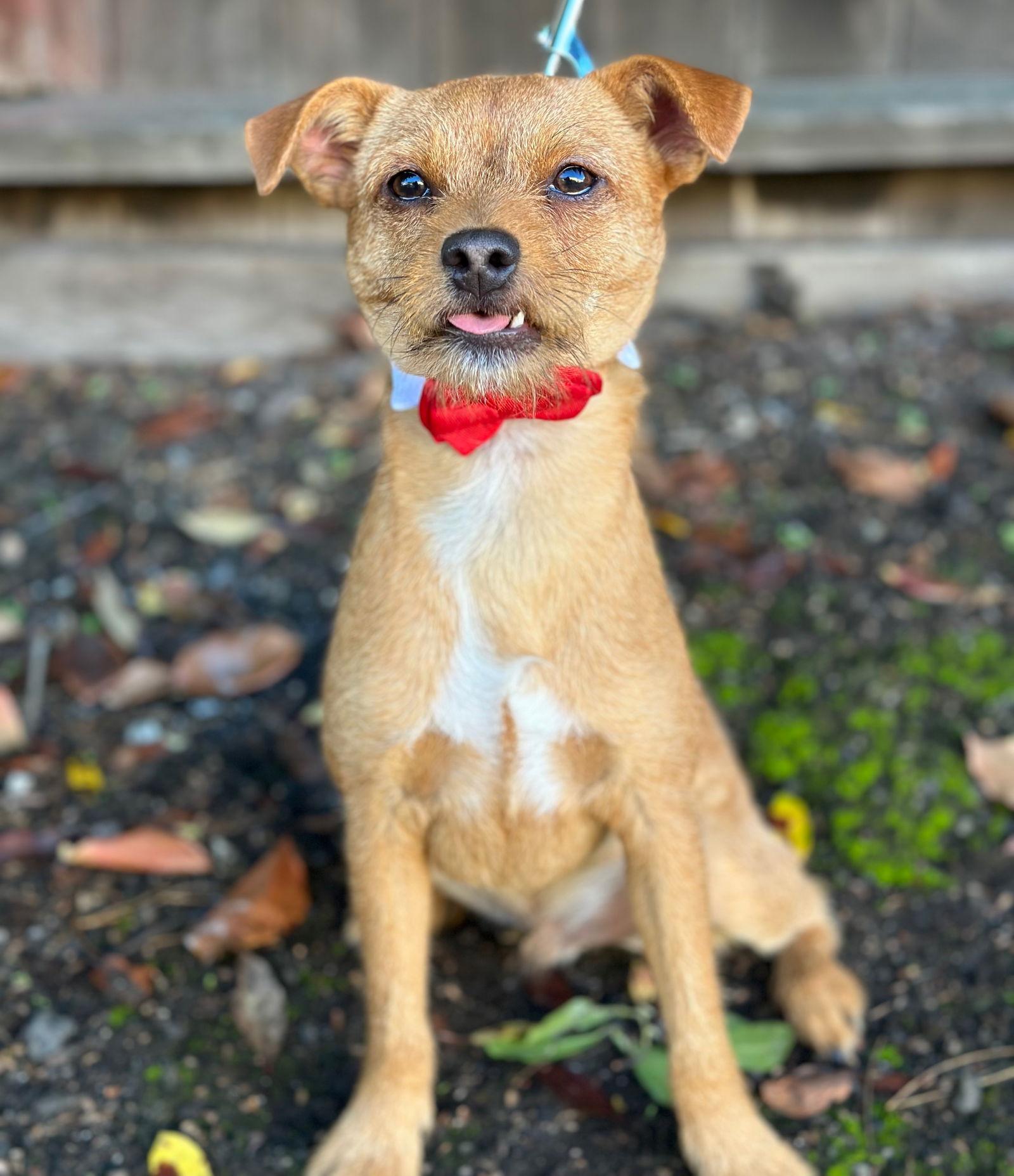 Enlarge Rabbit, a Adoptable Patterdale Terrier / Fell Terrier in Palo Alto, CA image 2/3