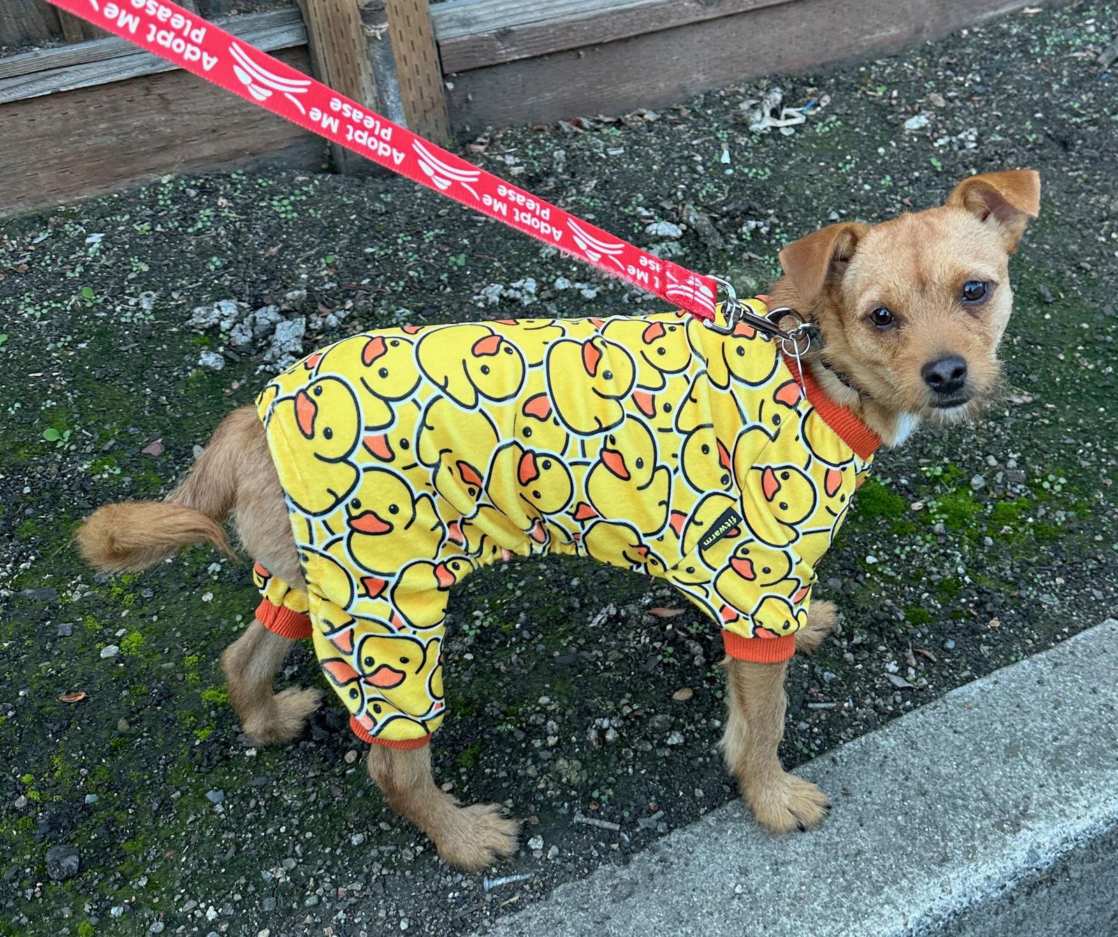 Enlarge Rabbit, a Adoptable Patterdale Terrier / Fell Terrier in Palo Alto, CA image 3/3