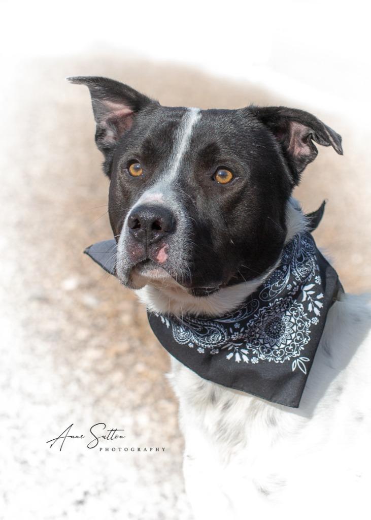 Moose, Adoptable, Adult Male Mixed Breed.