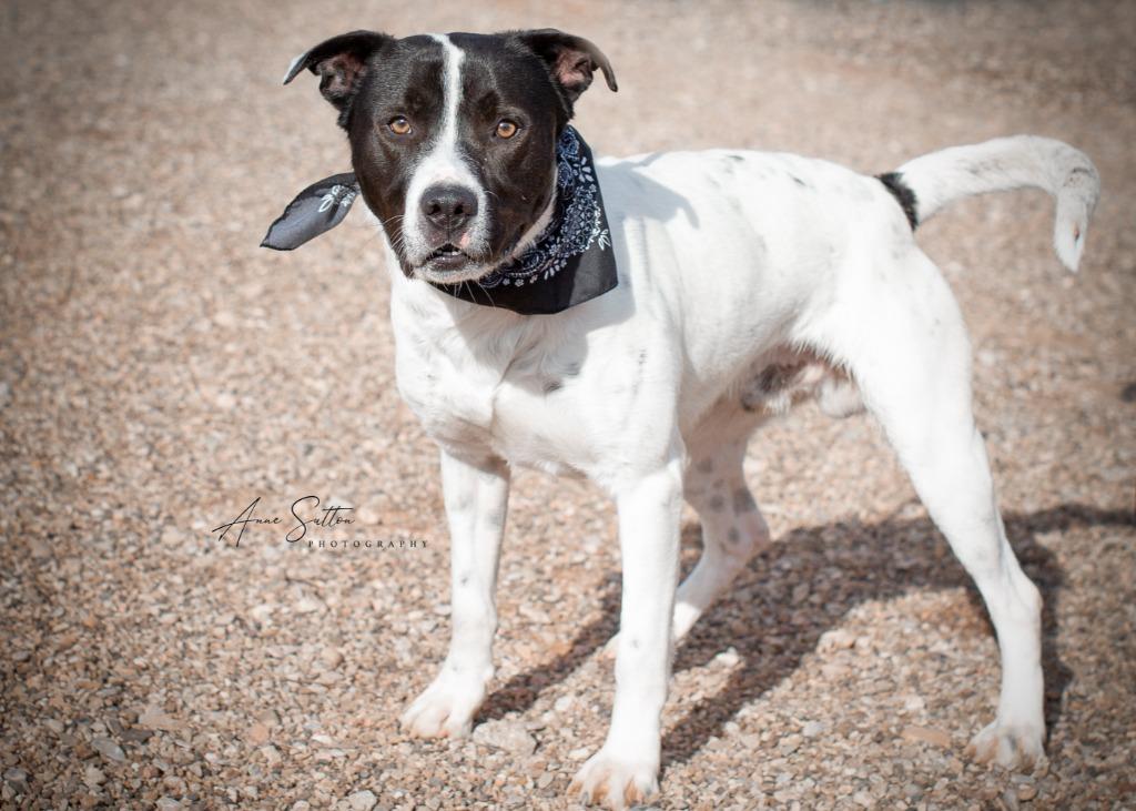 Enlarge Moose, a Adoptable mixed breed in Hot Springs, SD image 2/2