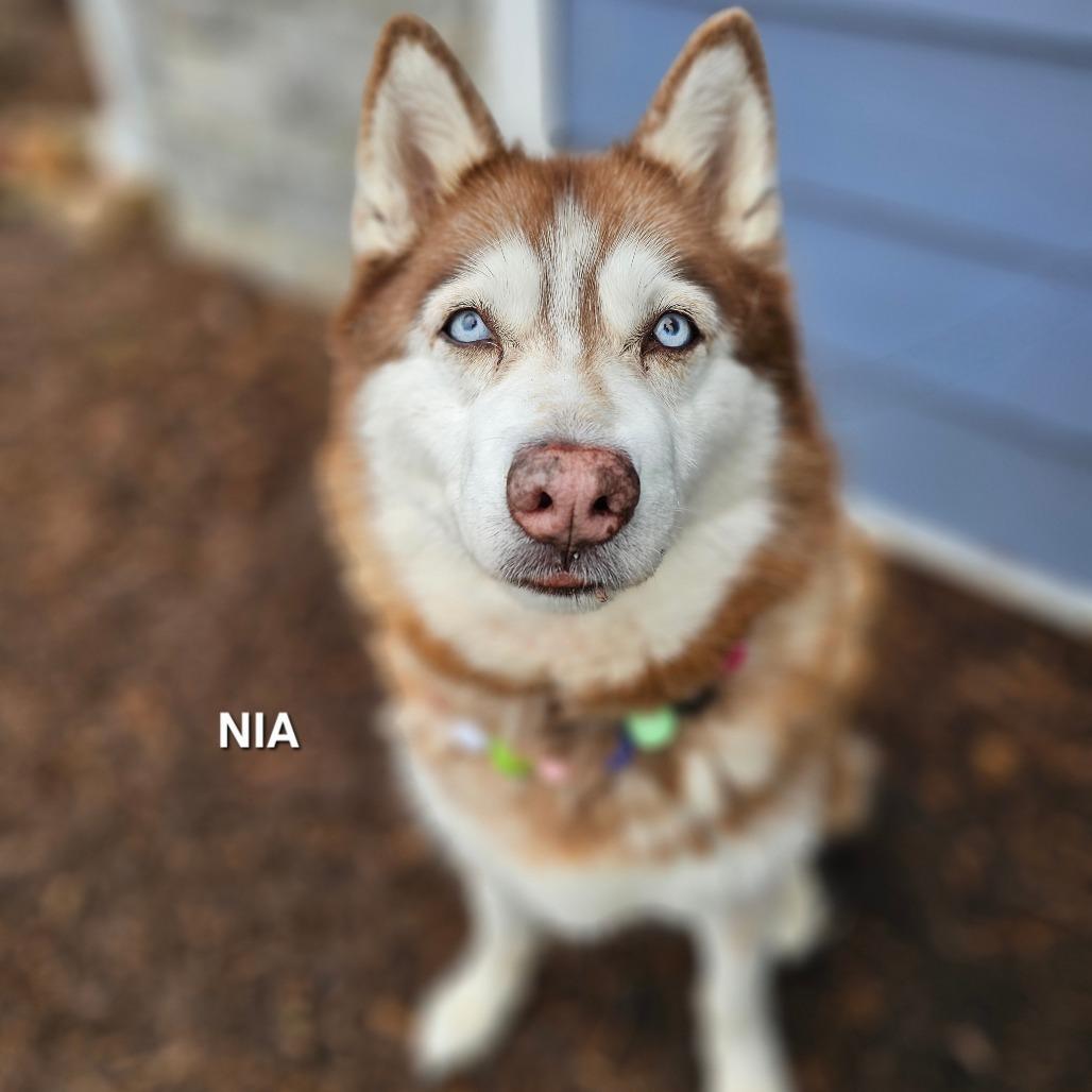 Nia, Adoptable, Adult Female Husky & Husky.