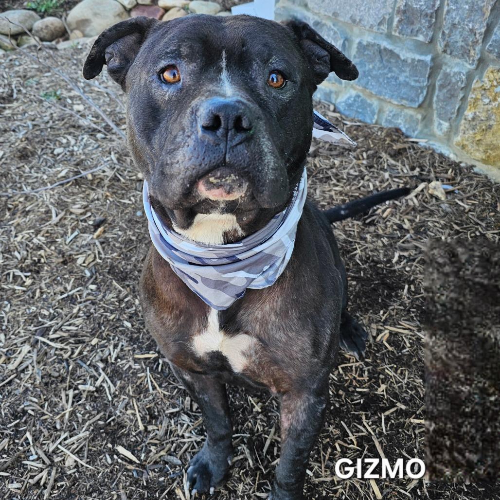 Gizmo, Adoptable, Adult Male Cane Corso & Pit Bull Terrier.