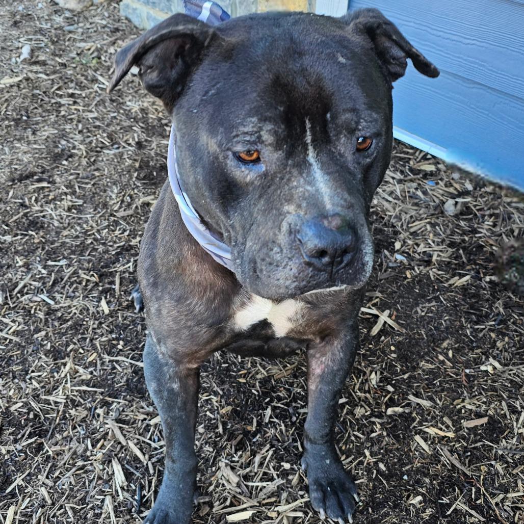 Enlarge Gizmo, a Adoptable mixed breed in Madisonville, TN image 2/5