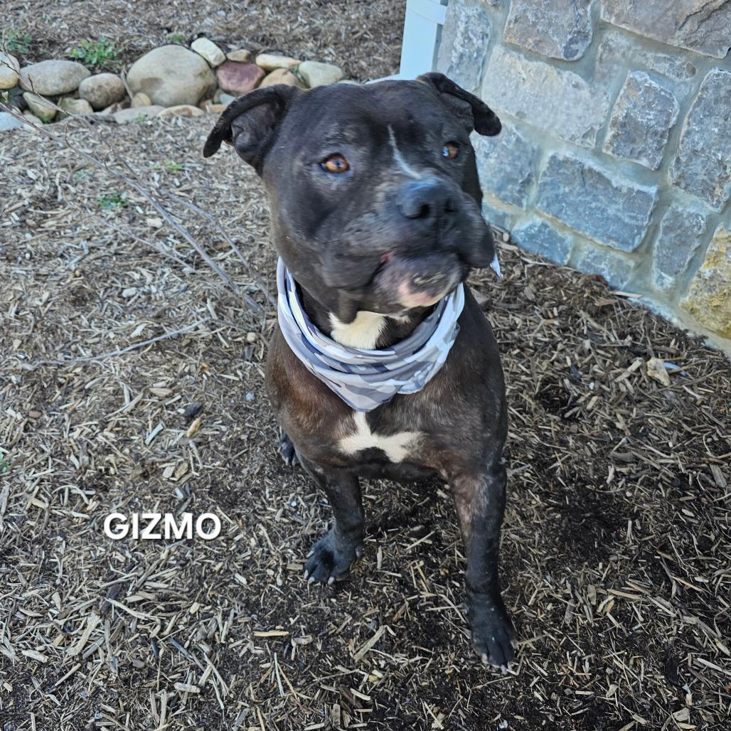 Enlarge Gizmo, a Adoptable mixed breed in Madisonville, TN image 3/5