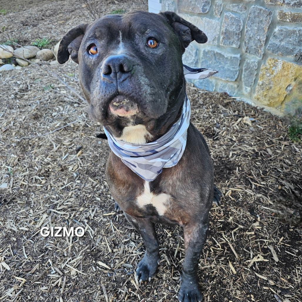 Enlarge Gizmo, a Adoptable mixed breed in Madisonville, TN image 4/5