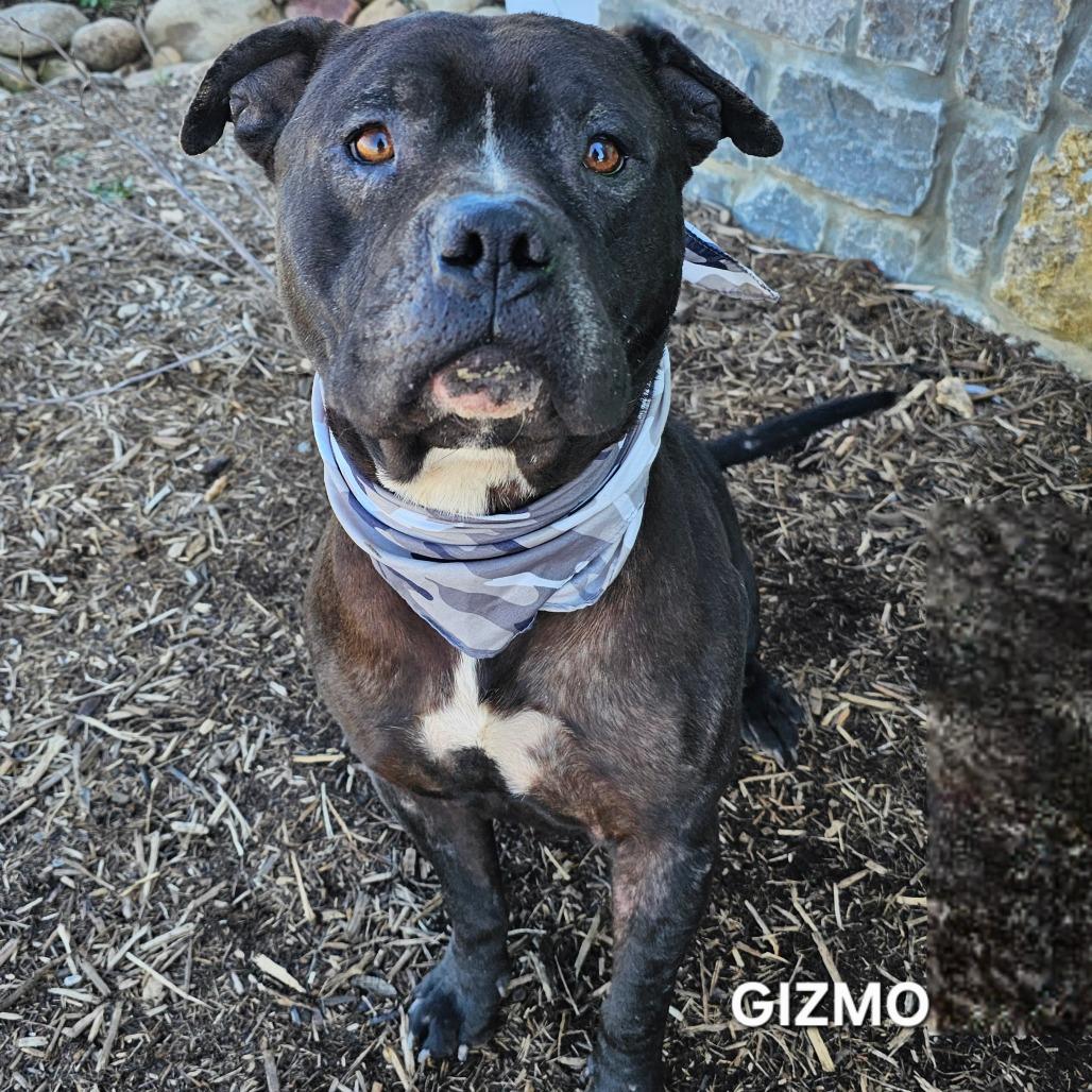 Enlarge Gizmo, a Adoptable mixed breed in Madisonville, TN image 5/5