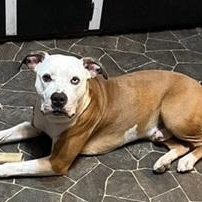 HANK- Needs a foster/forever home!