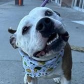 HANK- Needs a foster/forever home! photo 1