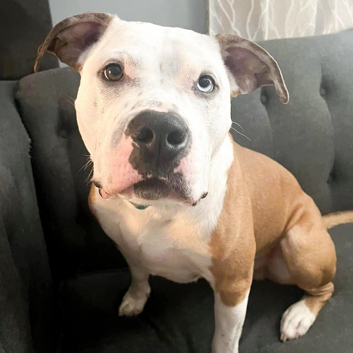 HANK- Needs a foster/forever home!