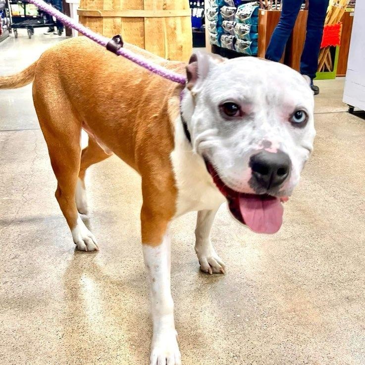 HANK- Needs a foster/forever home! — thumbnail 2