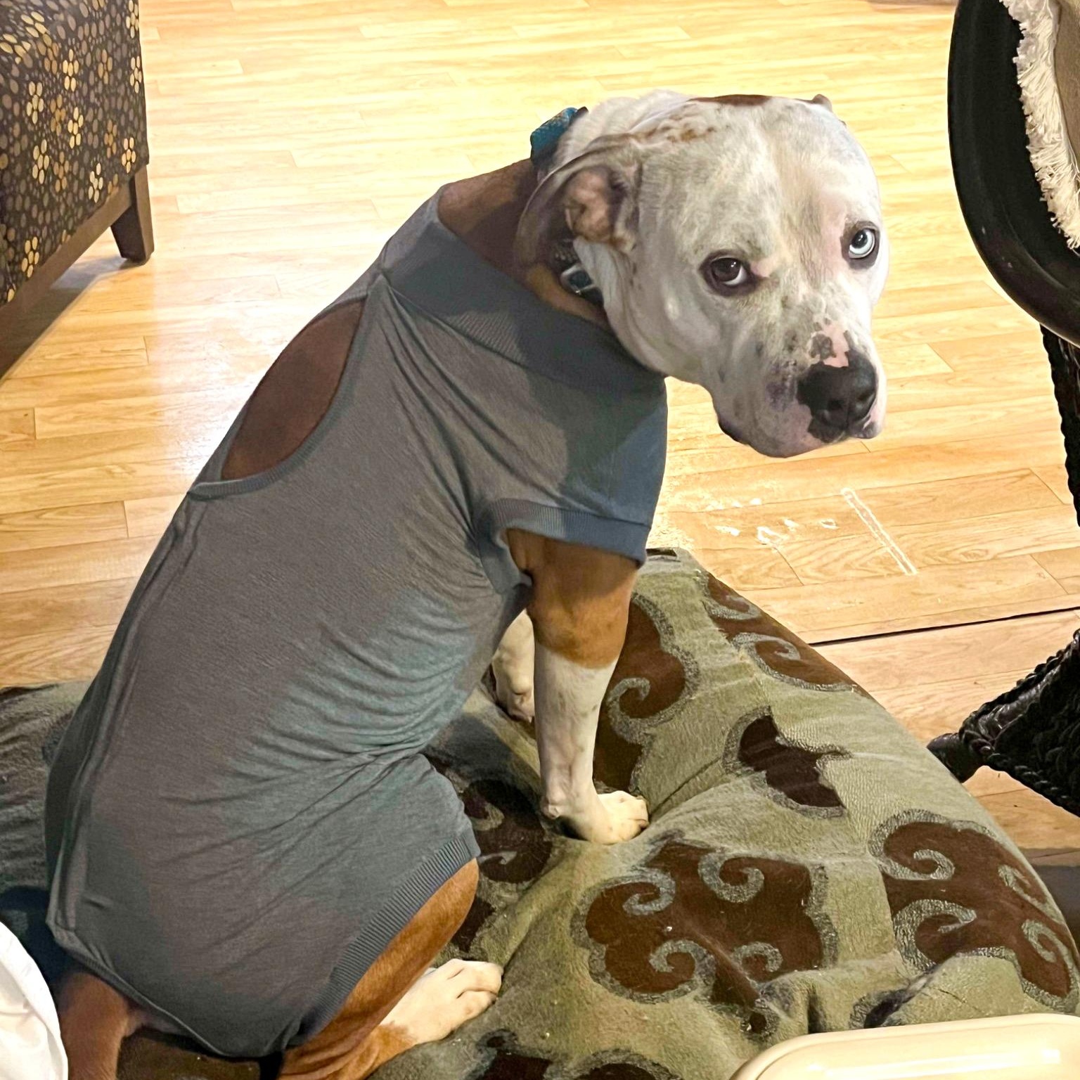 HANK- Needs a foster/forever home! — thumbnail 3