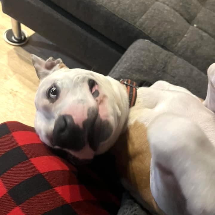 HANK- Needs a foster/forever home! — thumbnail 4