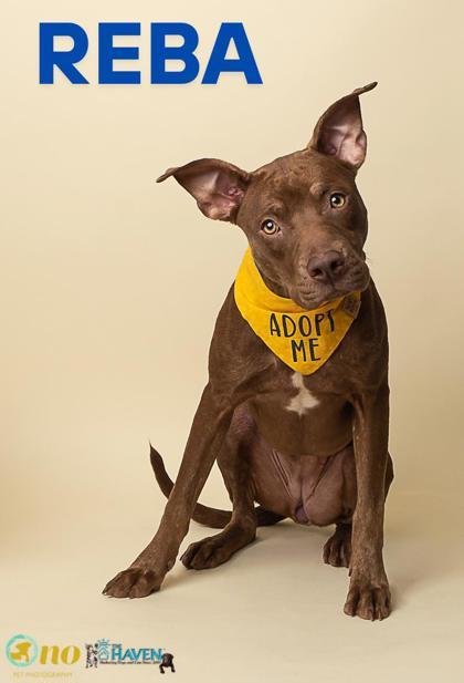 Enlarge Reba, a Adoptable mixed breed in Fairhope, AL image 1/1