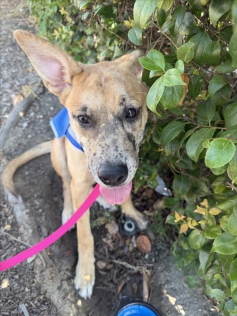 LINDSEY, ADOPTABLE, Puppy • Female, German Shepherd Dog & American Staffordshire Terrier.