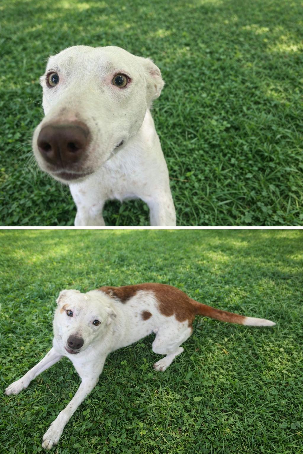 Enlarge Tilly, a Adoptable mixed breed in Sherman, TX image 3/3