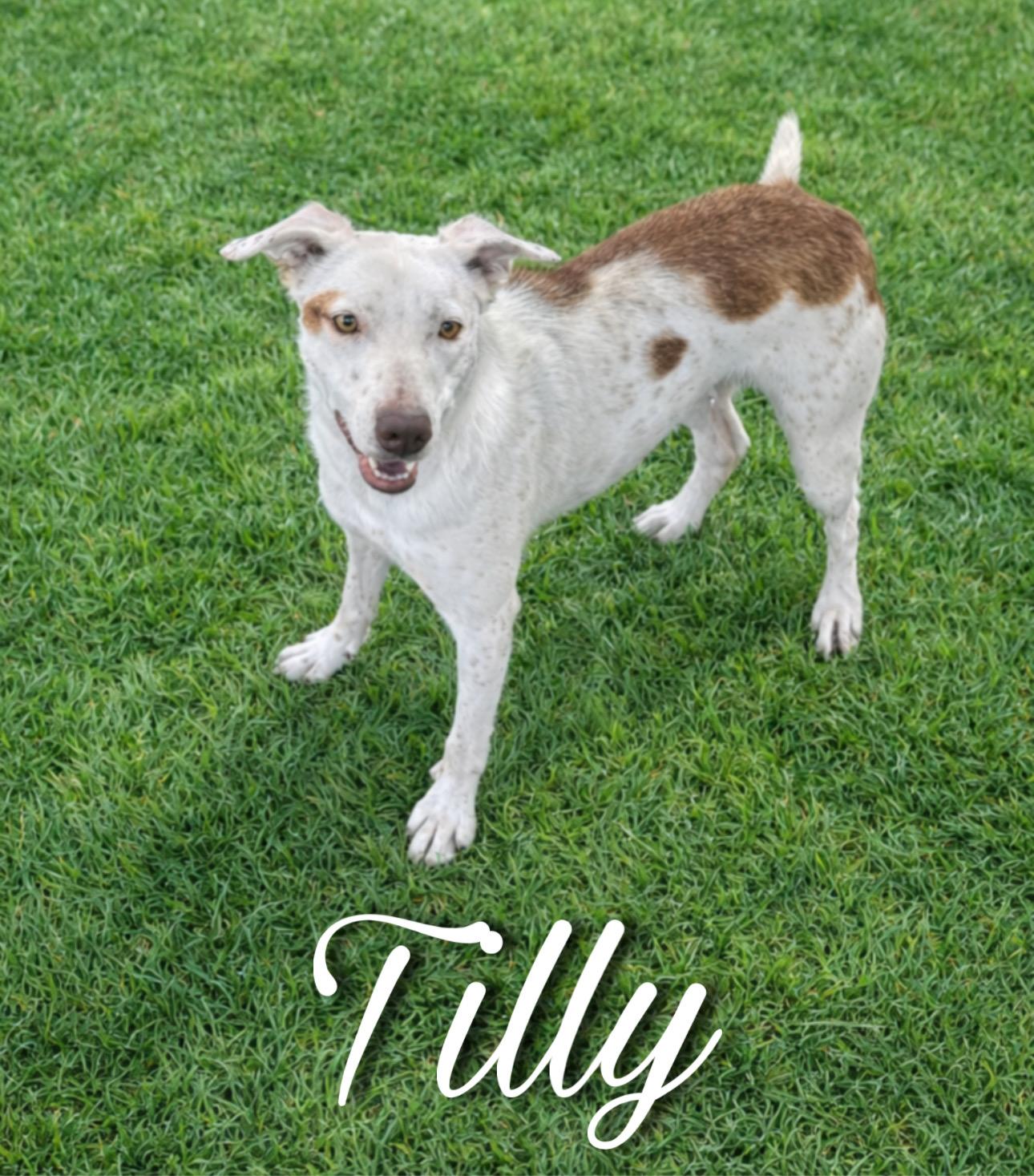 Enlarge Tilly, a Adoptable mixed breed in Sherman, TX image 2/3