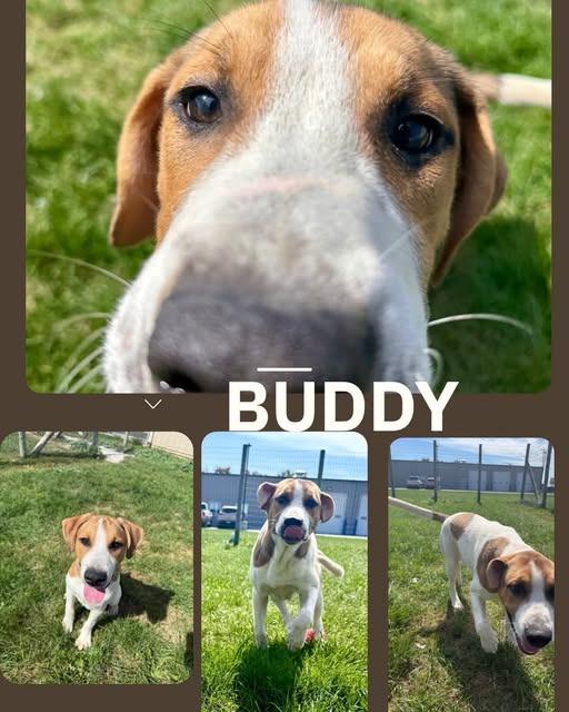 Enlarge Buddy, a Adoptable mixed breed in Rensselaer, IN image 1/1