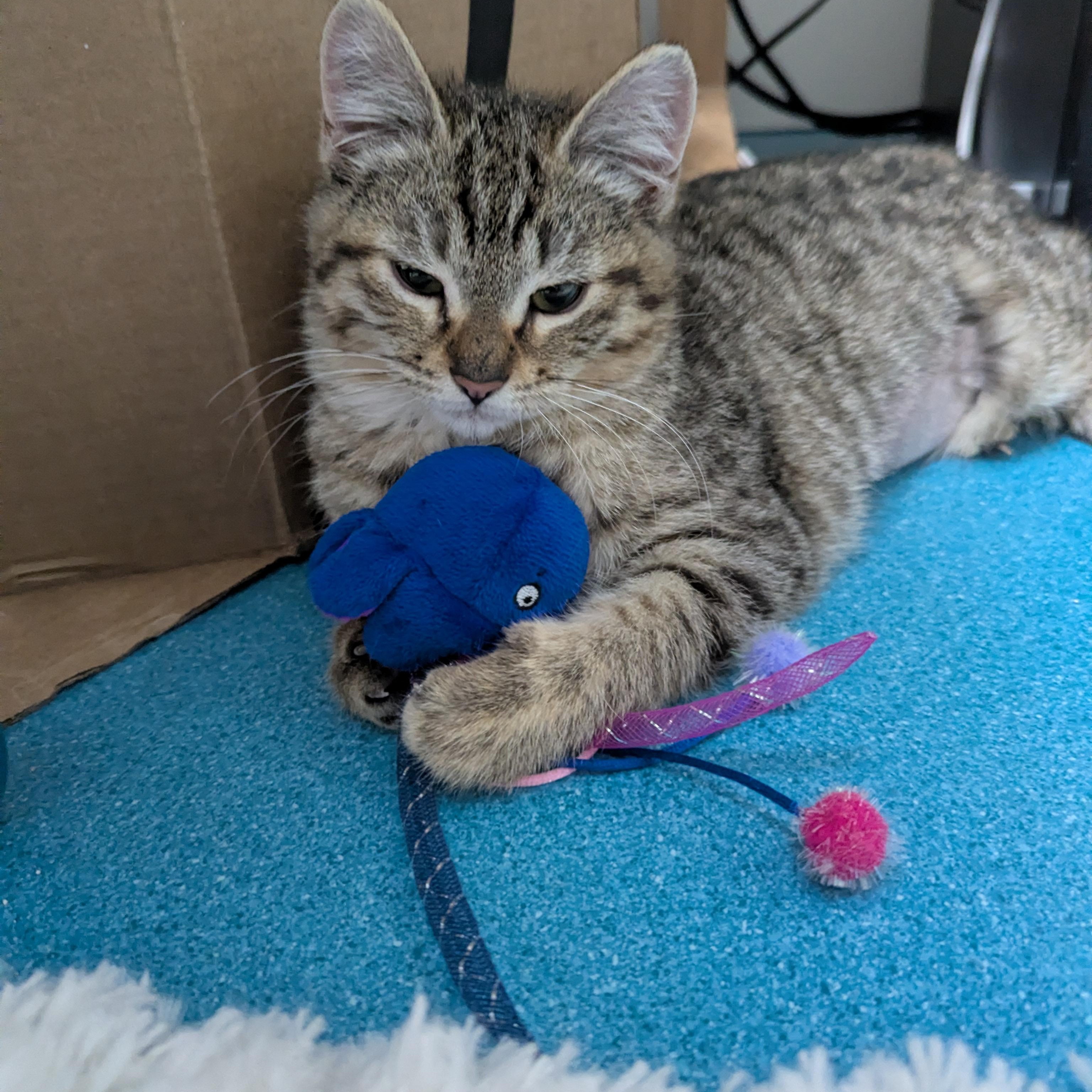 Merry, ADOPTABLE, Kitten Female Domestic Short Hair.